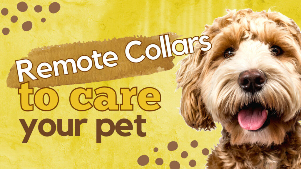 Dog Training Collars with Remote